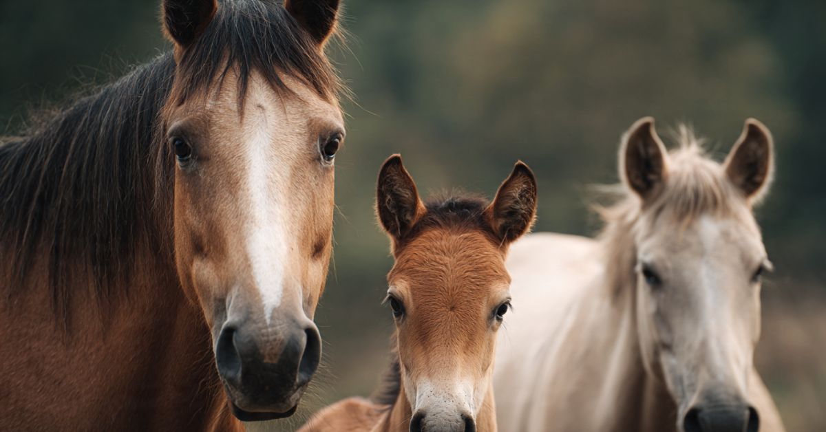 Do Horses Have Twins