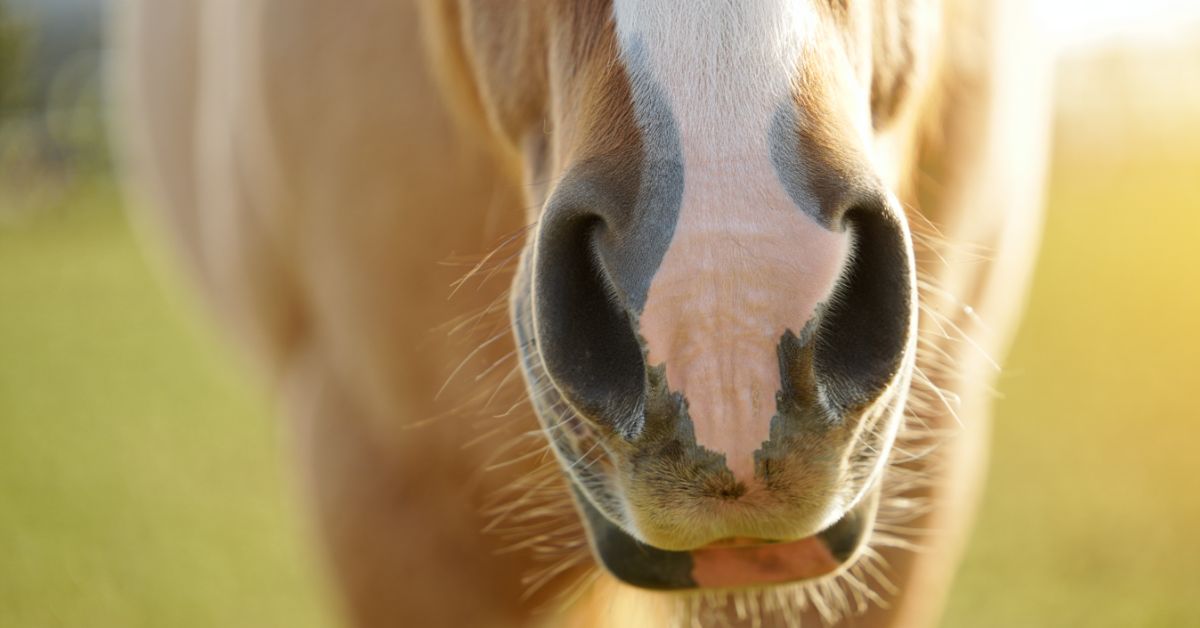 Do Horses Have Whiskers