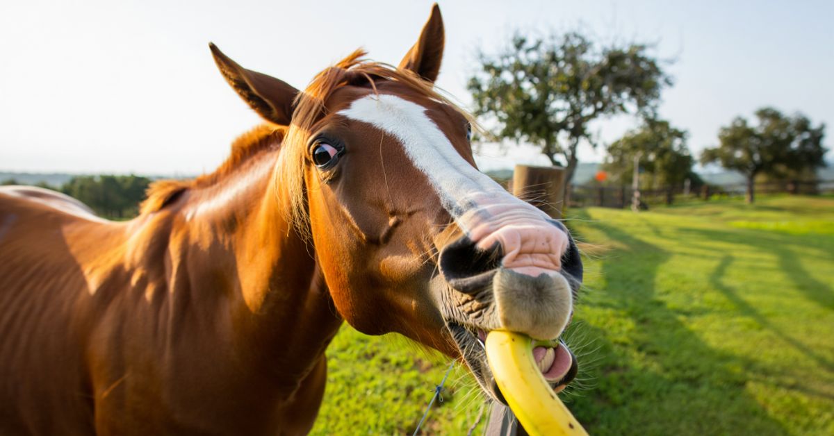 Do Horses Like Bananas