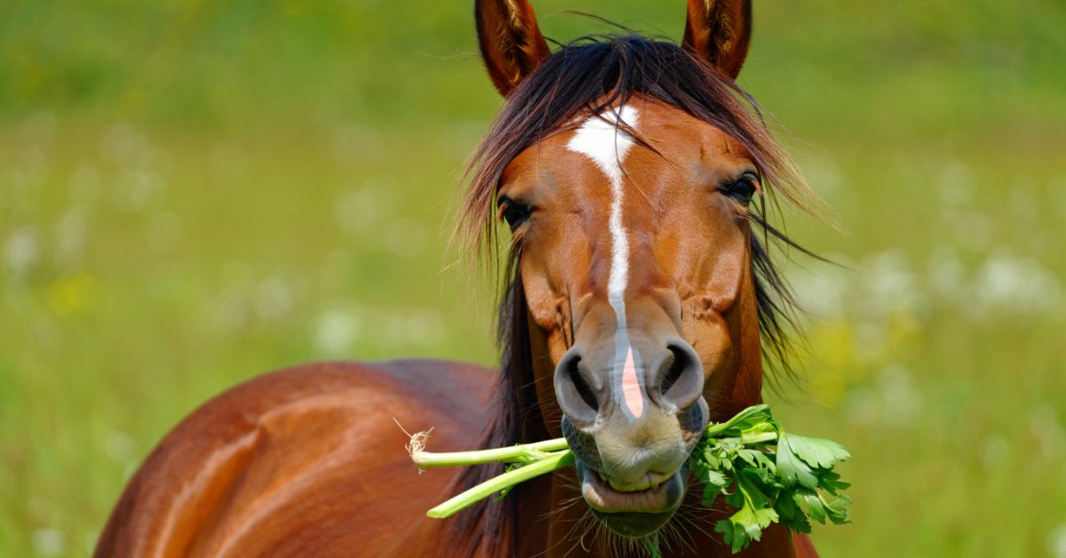 Do Horses Like Celery