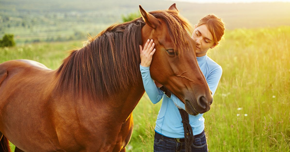 Do Horses Like to Be Pet