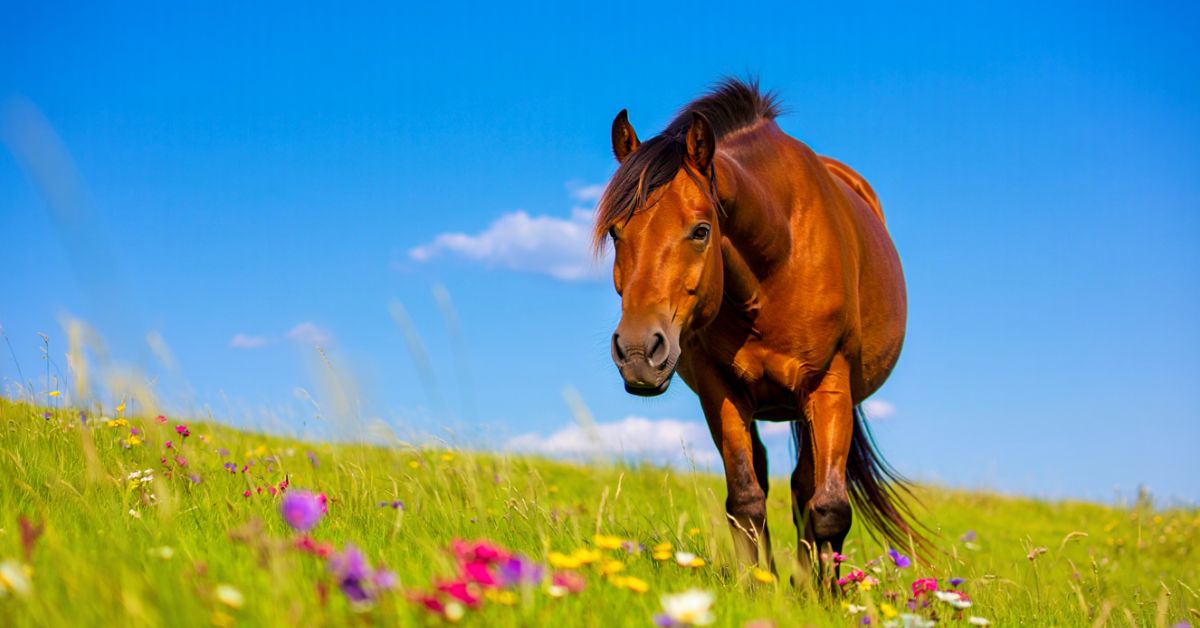 Do Horses See in Color