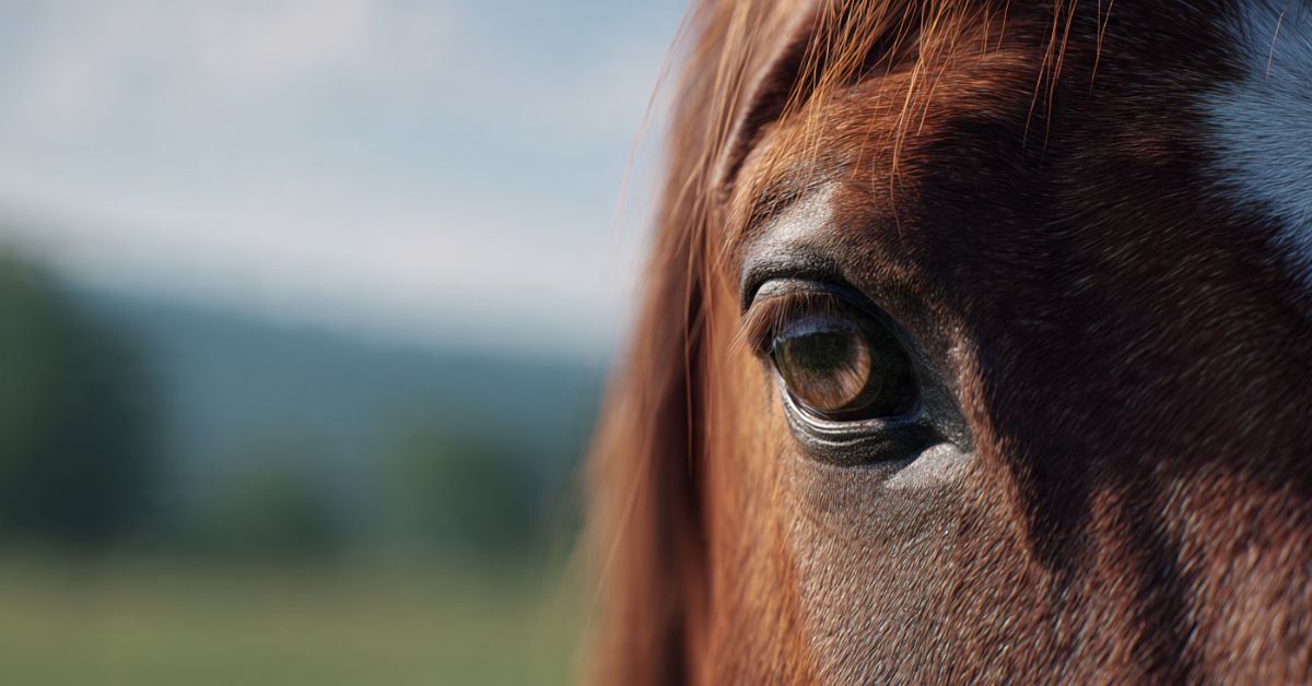 Do Horses See in Colour