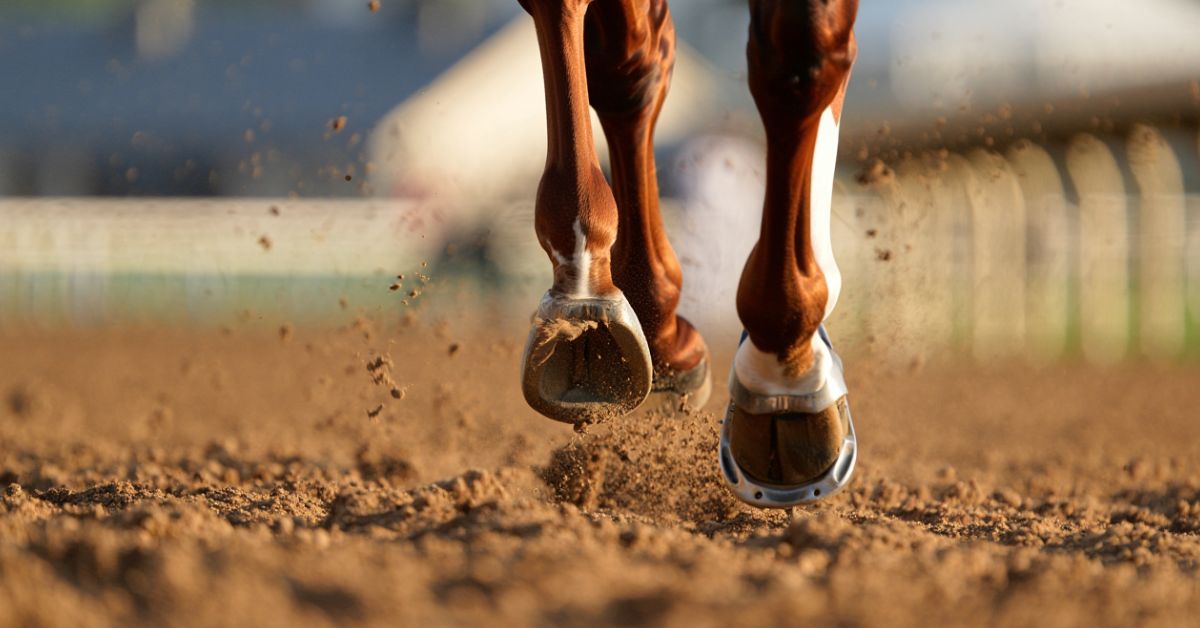 Do Race Horses Wear Shoes