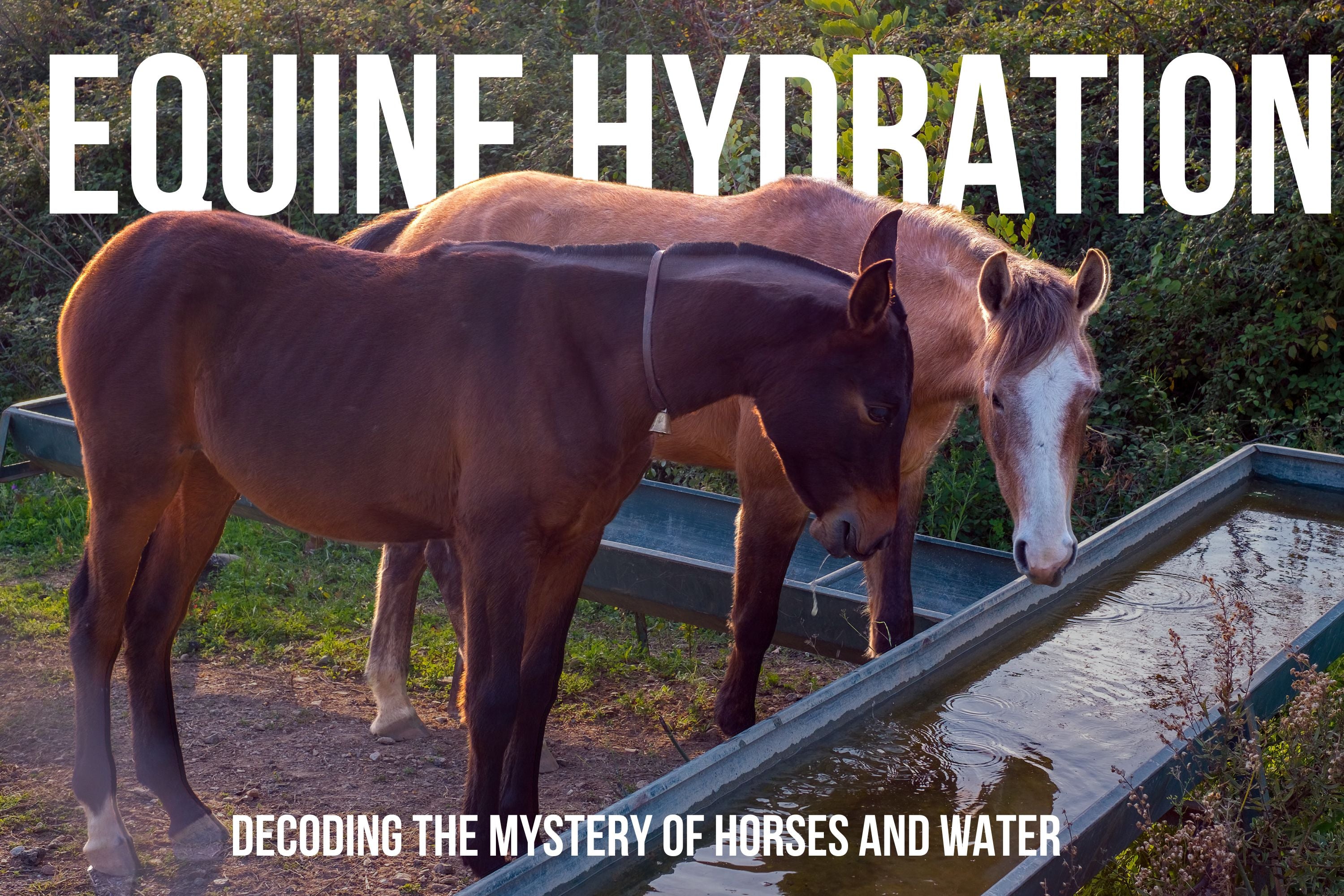 How Long Can Horses Survive Without Water