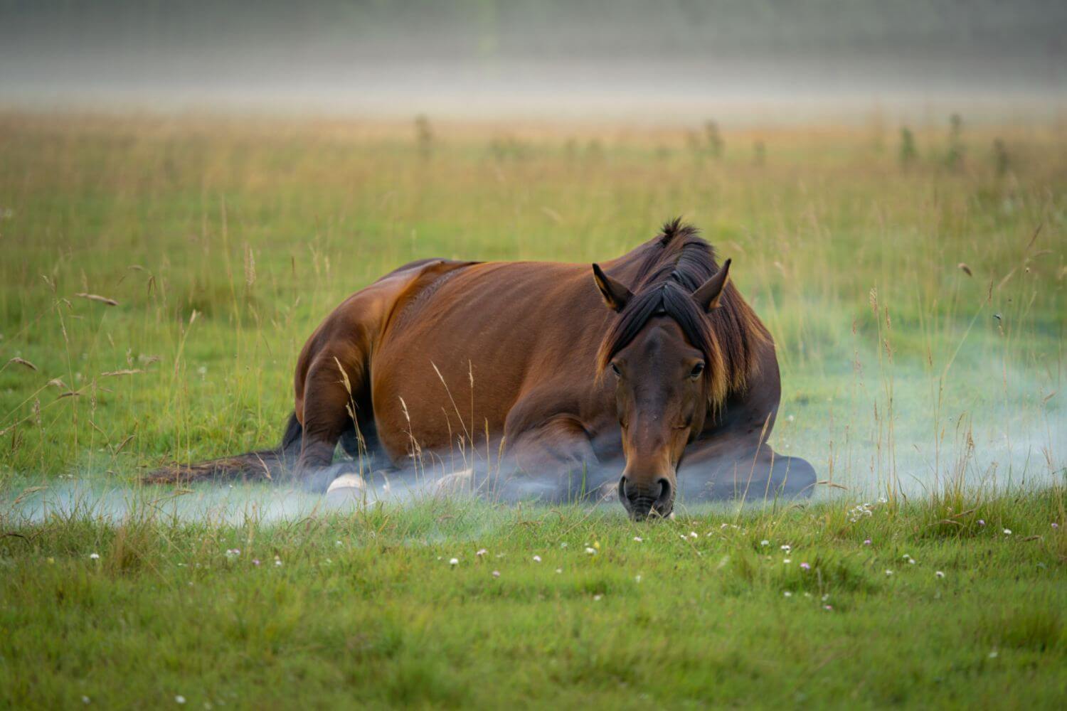 How Long Can a Horse Lay Down Before It Dies
