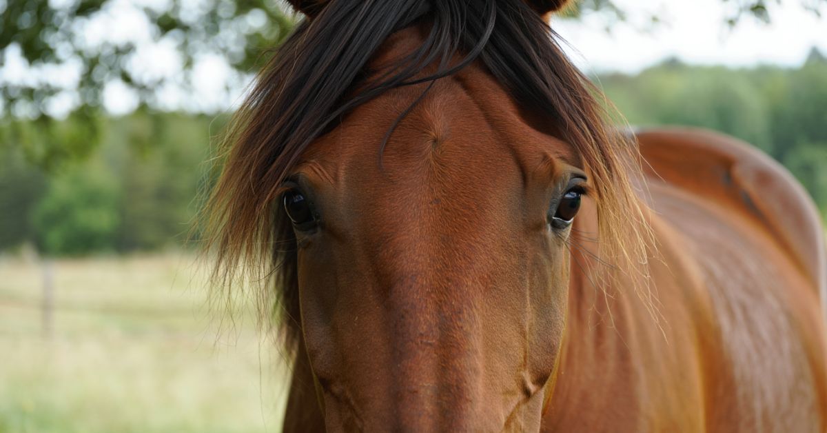 How Big Is a Horse Brain