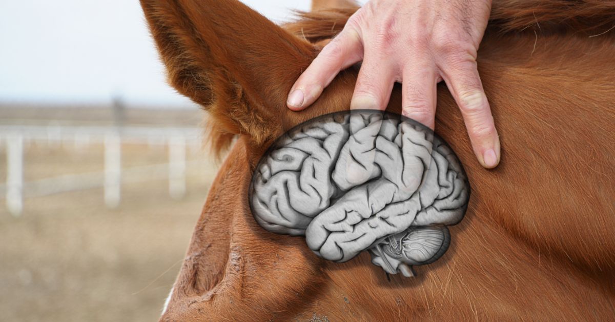 How Big Is a Horse Brain