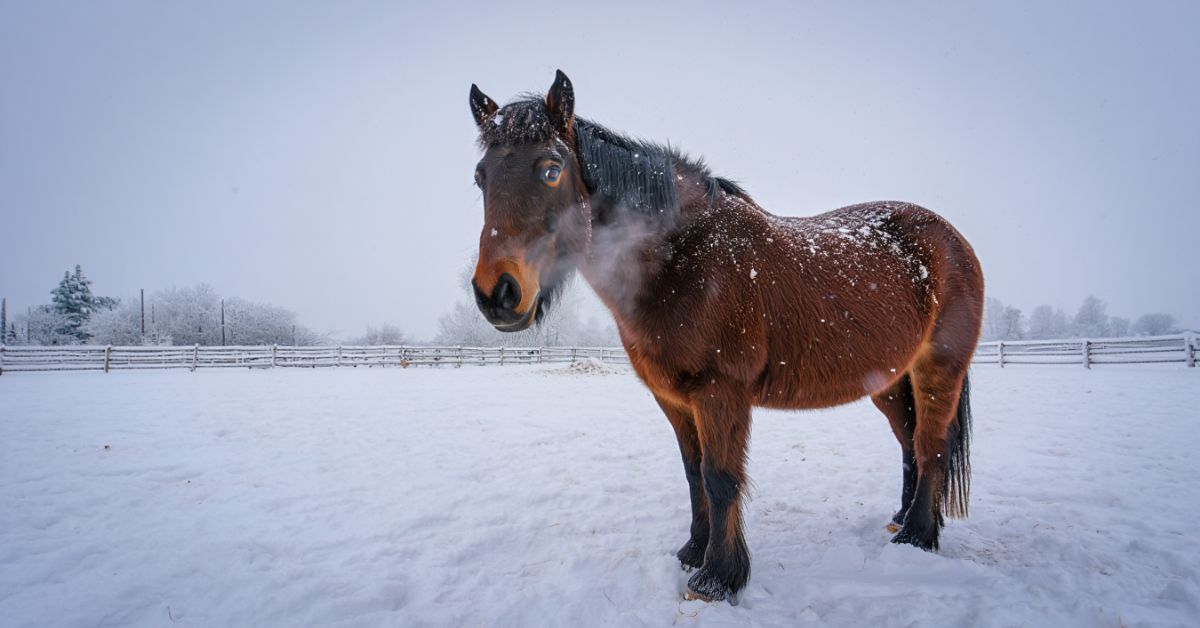 How Cold Is Too Cold for Horses