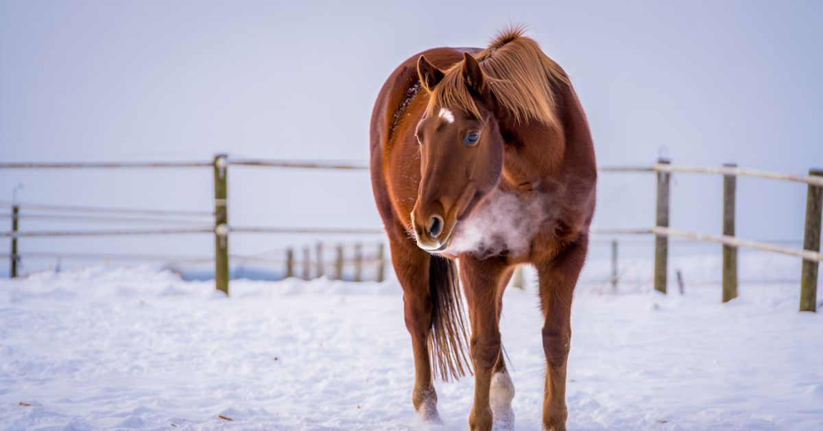 How Cold Is Too Cold for Horses to Be Outside
