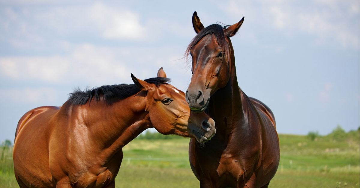 How Do Horses Communicate