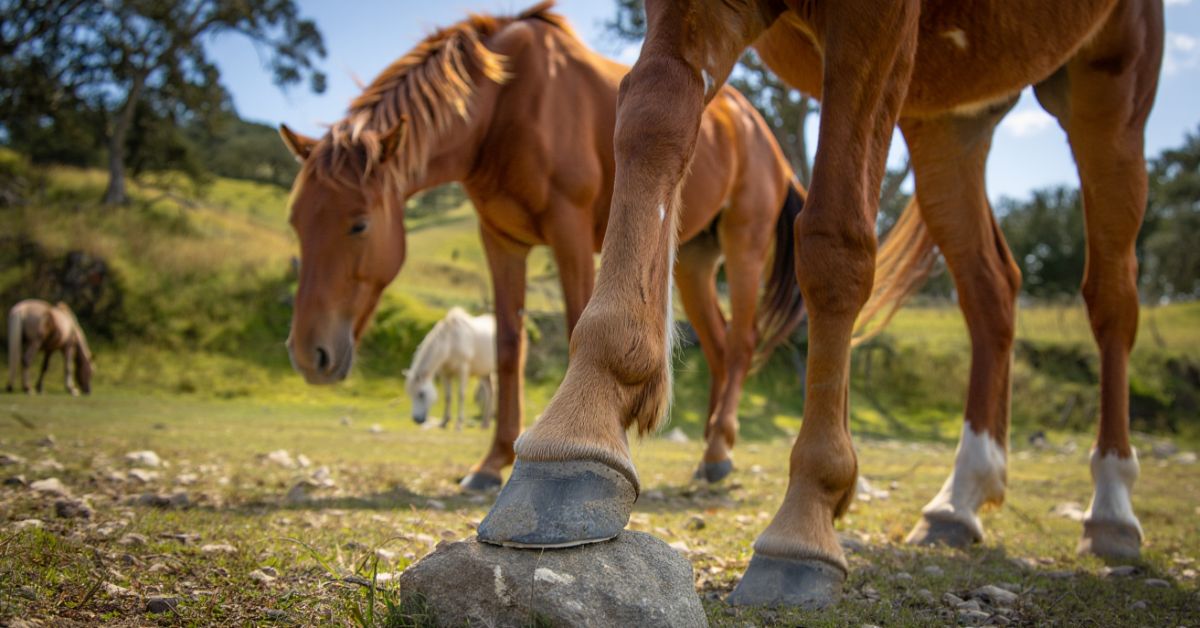 How Do Horses Trim Their Hooves in the Wild