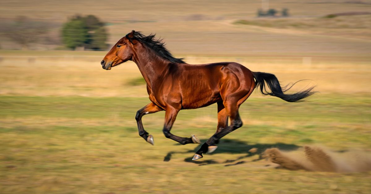 How Fast Can a Horse Run a Mile