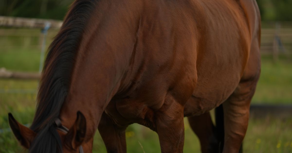 How Long Are Horse Penises