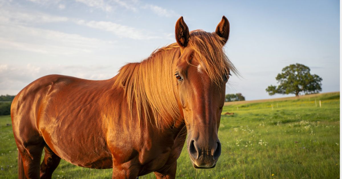 How Long Does Ace Last in Horses