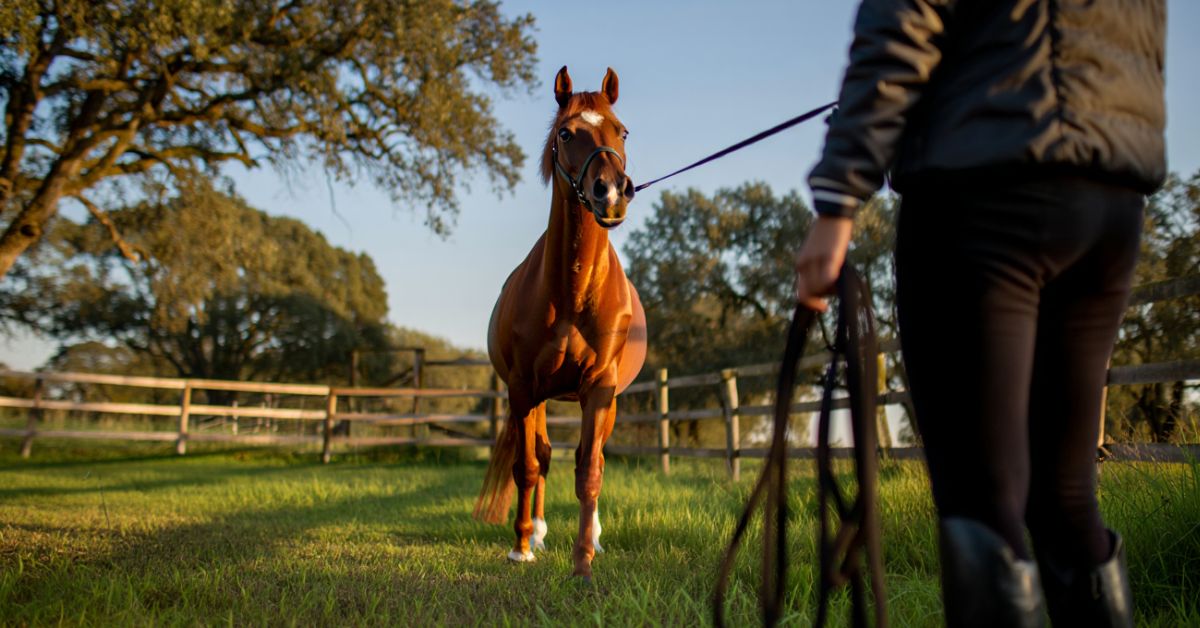 How Long Does It Take to Break a Horse
