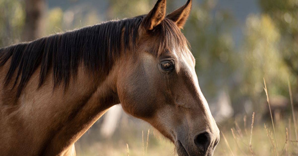 How Long Is a Horse in Heat