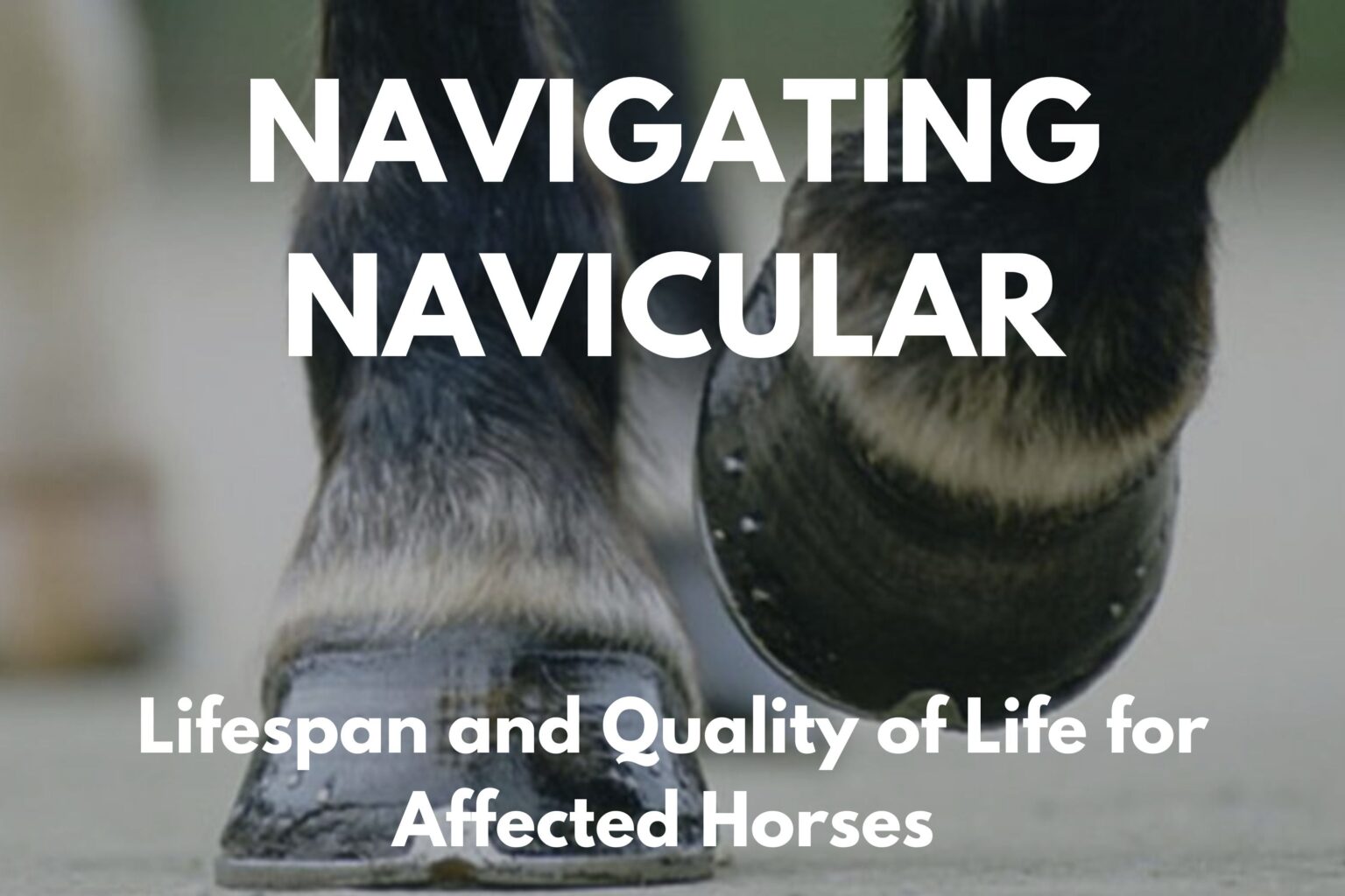 How Long can a Horse Live with Navicular?