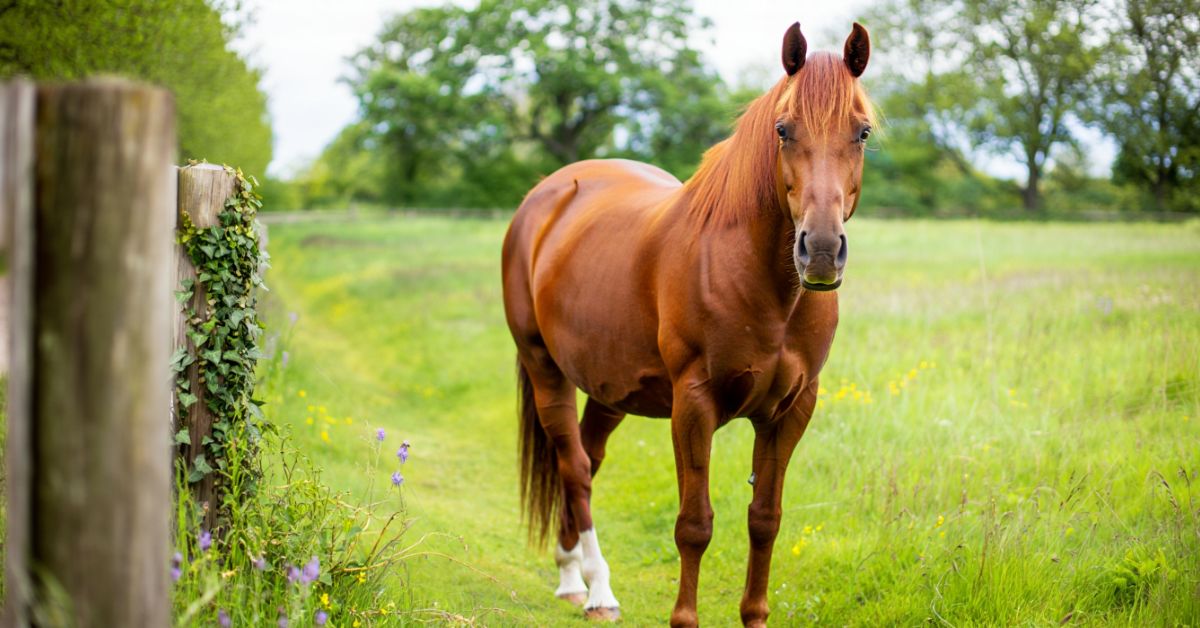 How Many Different Breeds of Horses Are There
