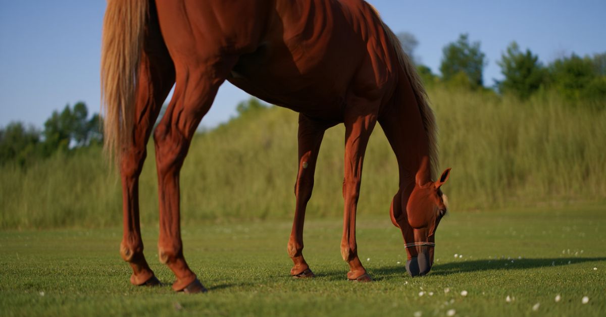 How Many Legs Does a Horse Have