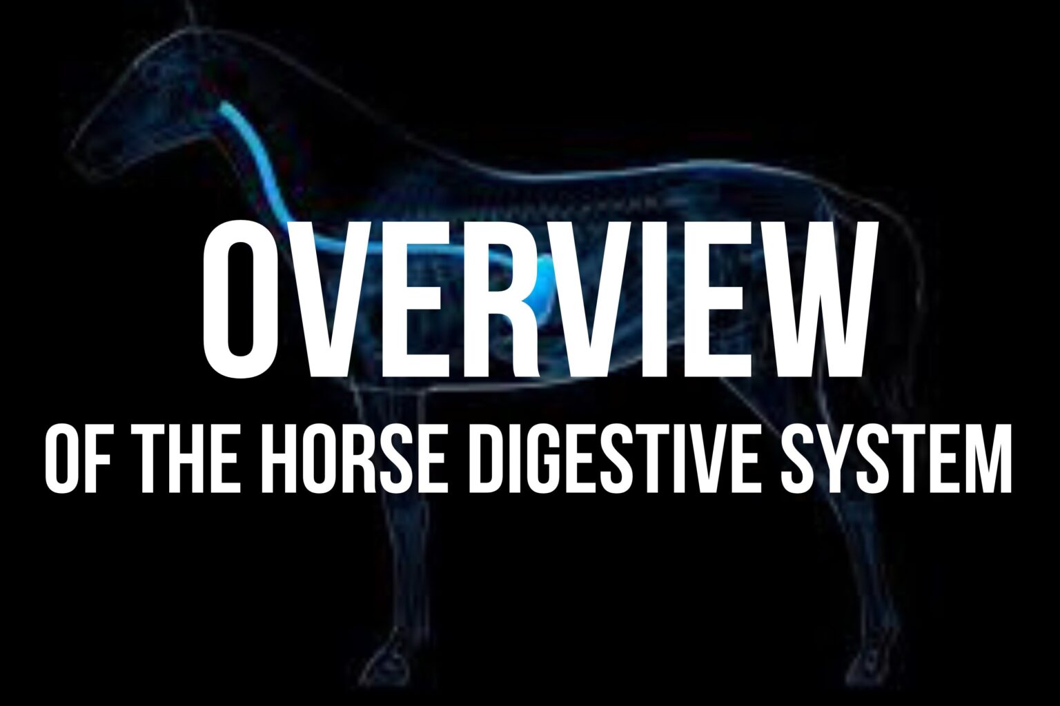How Many Stomachs Does a Horse Have?