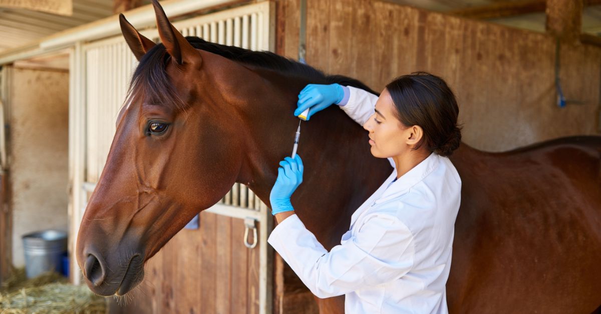 How Much Ace to Give a Horse Intramuscular Injection