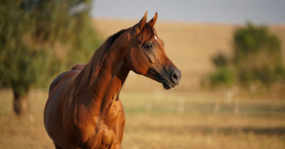How Much Are Arabian Horses