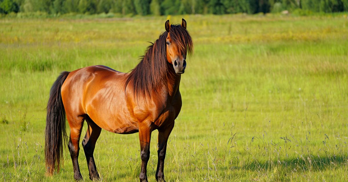 How Much Are Mustang Horses