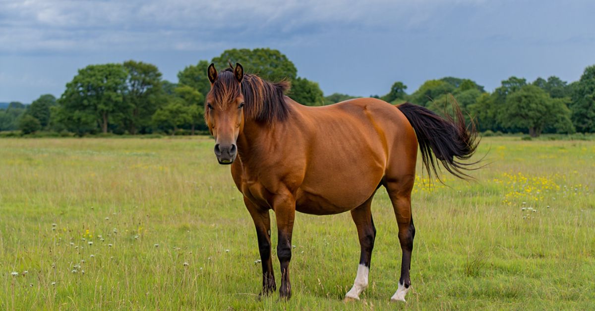 How Much Do Horses Weigh