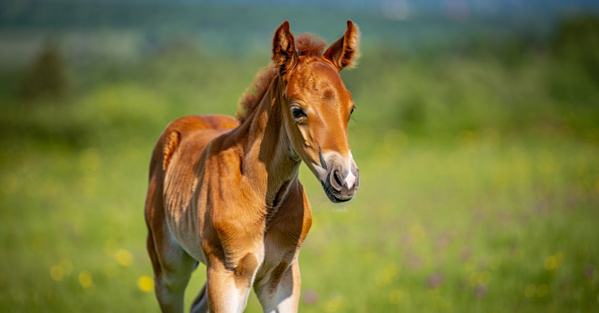 How Much Does a Baby Horse Cost