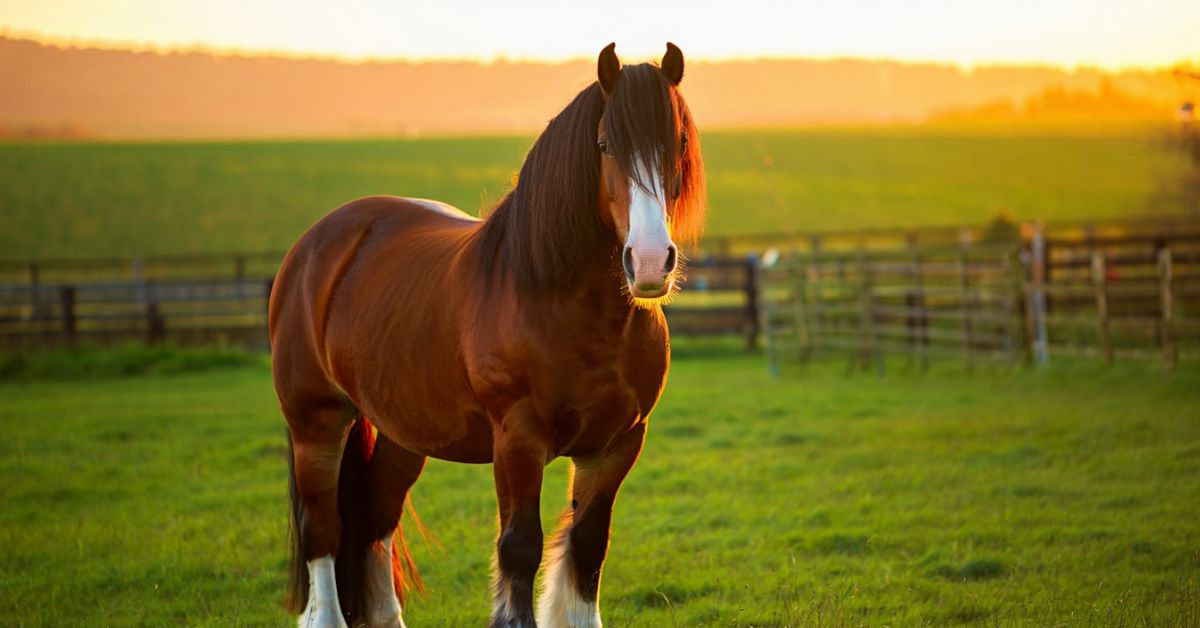 How Much Does a Shire Horse Cost