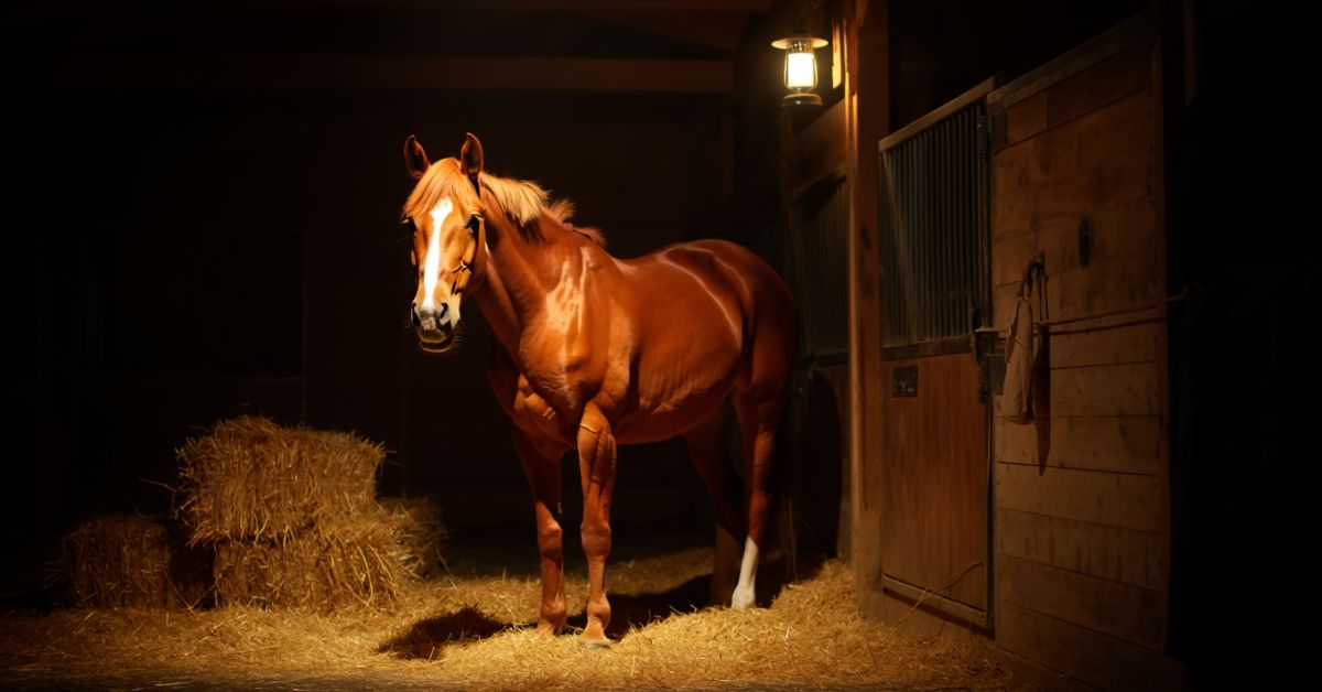 How Much Hay Should a Horse Have Overnight