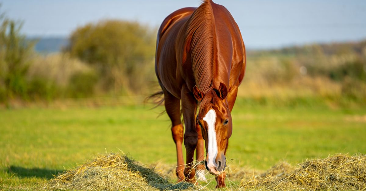 How Much Hay to Feed a Horse