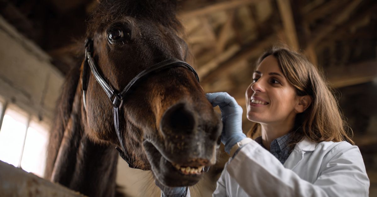 How Often Do Horses Need Their Teeth Floated