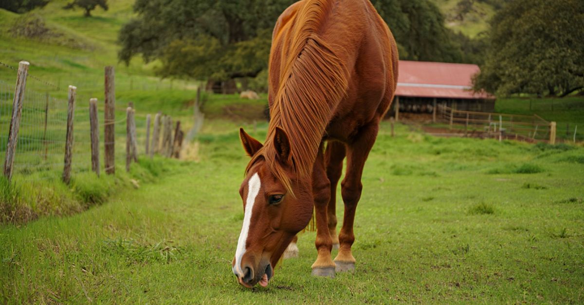 How Often Do You Deworm a Horse