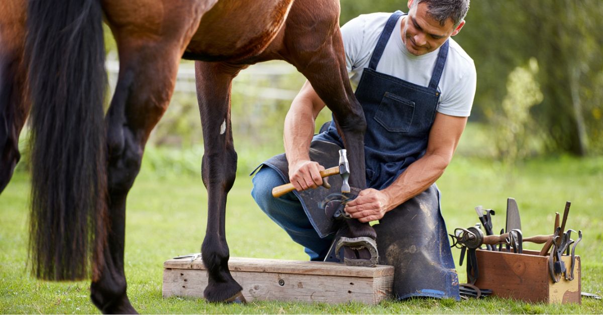 How-Often-Do-You-Shoe-a-Horse-The-Complete-Horse-Owner-s-Guide-to-Farrier-Schedules 