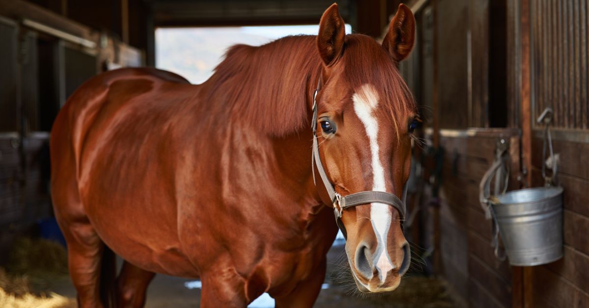 How Often Does a Horse Come in Heat