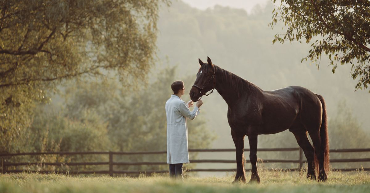 How Often Should You Deworm a Horse