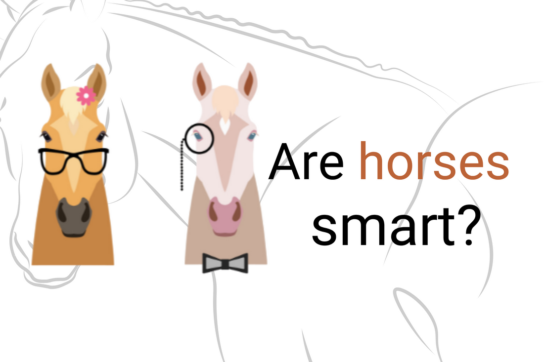 How Smart are Horses