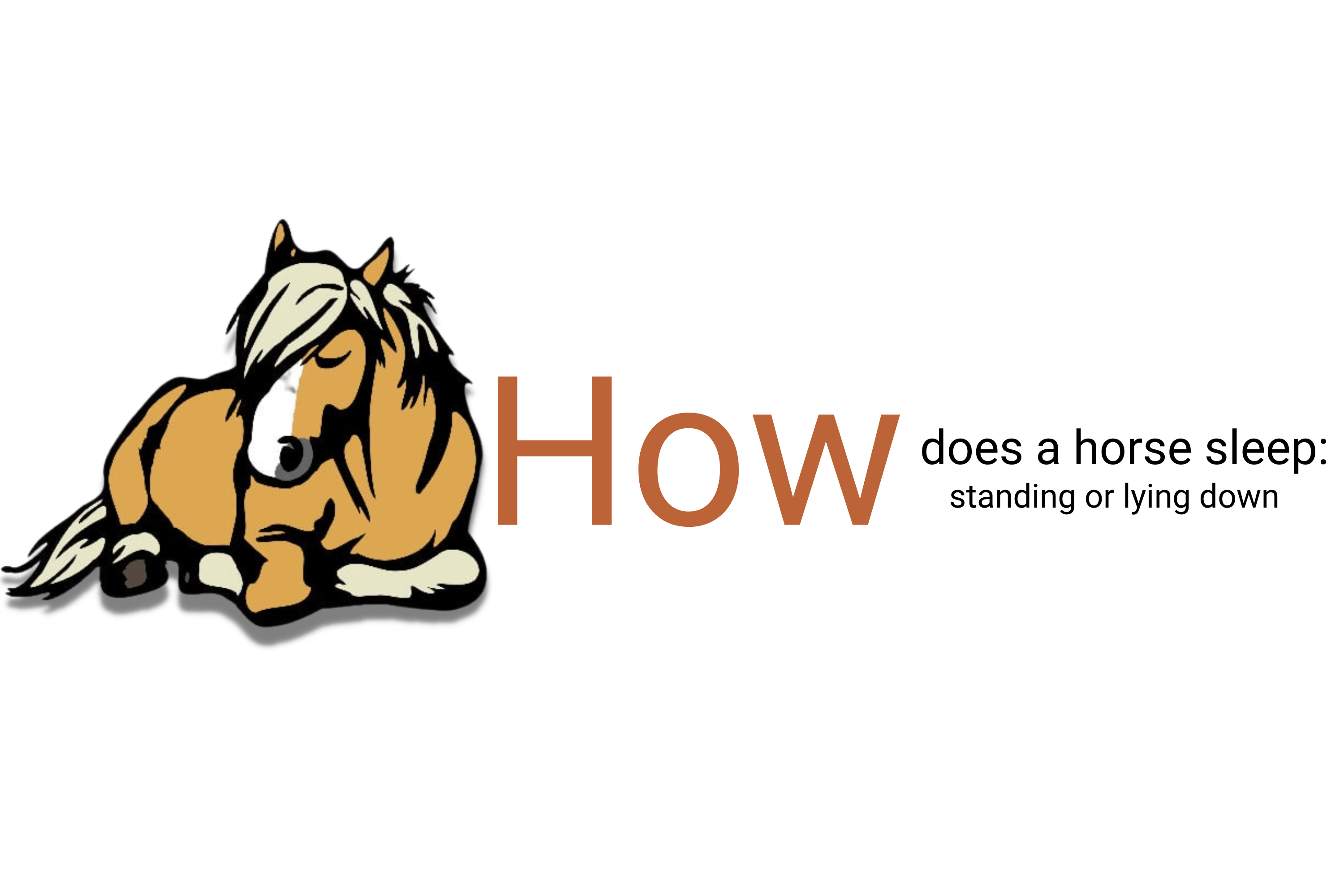 How does a horse sleep: standing or lying down?