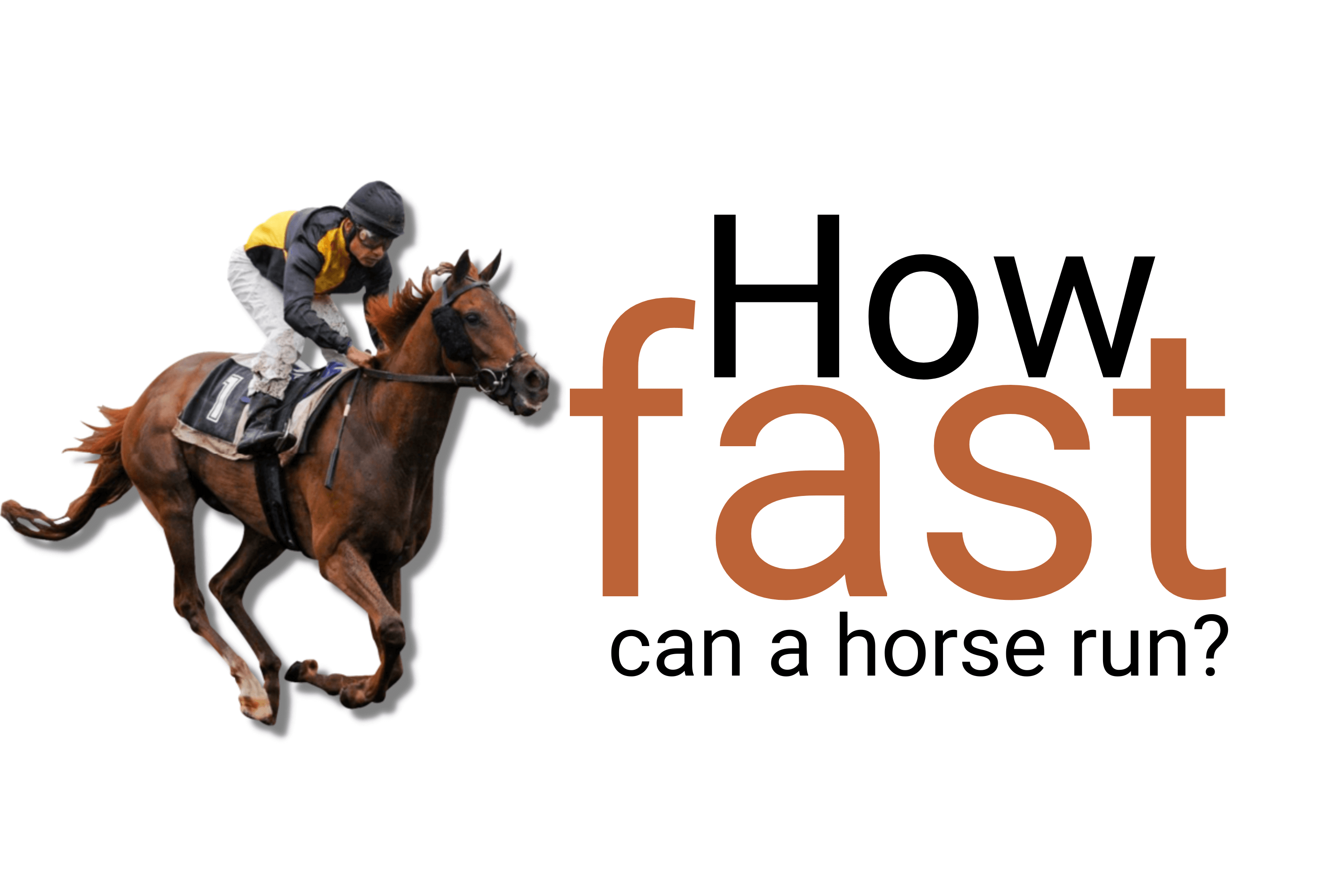How fast can a horse run?