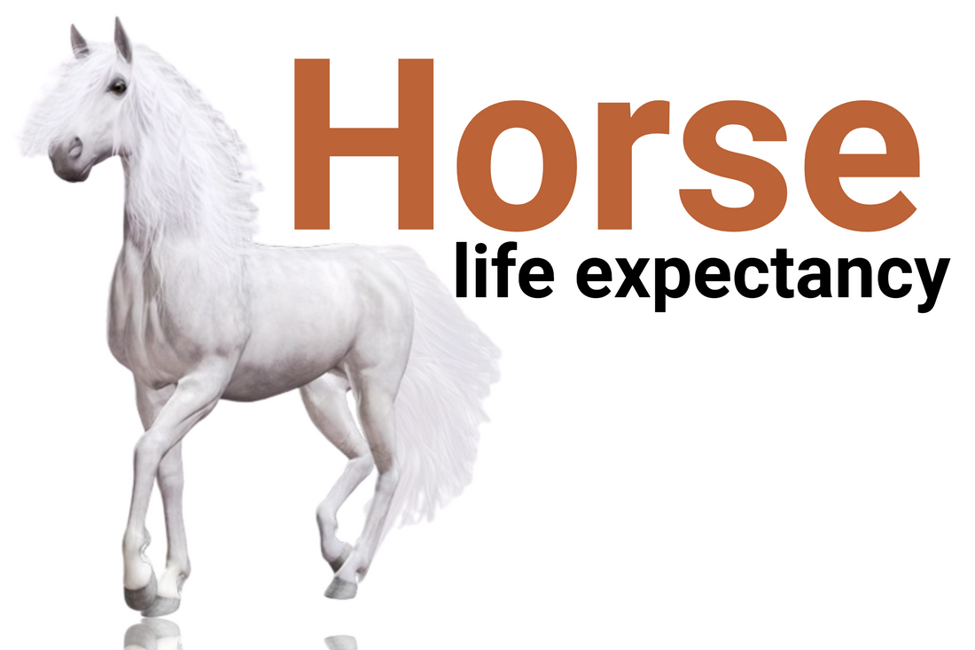 How long do horses live?