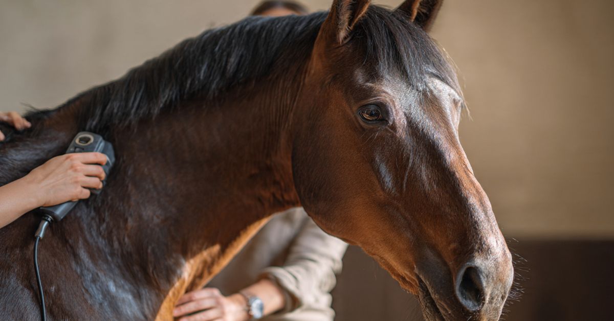 How to Body Clip a Horse