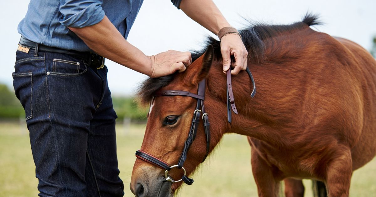 How to Bridle a Horse