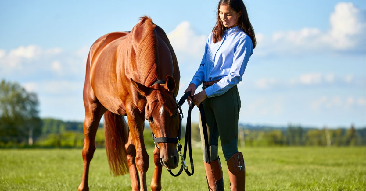 How to Halter a Horse