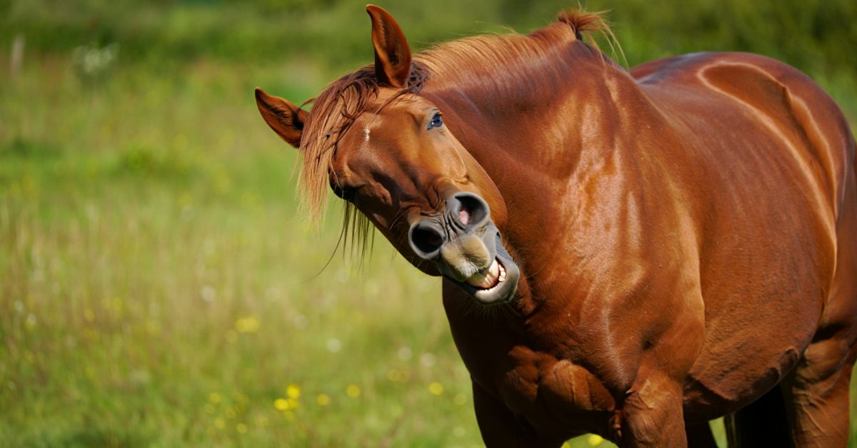 How to Handle When Your Horse Has a Meltdown