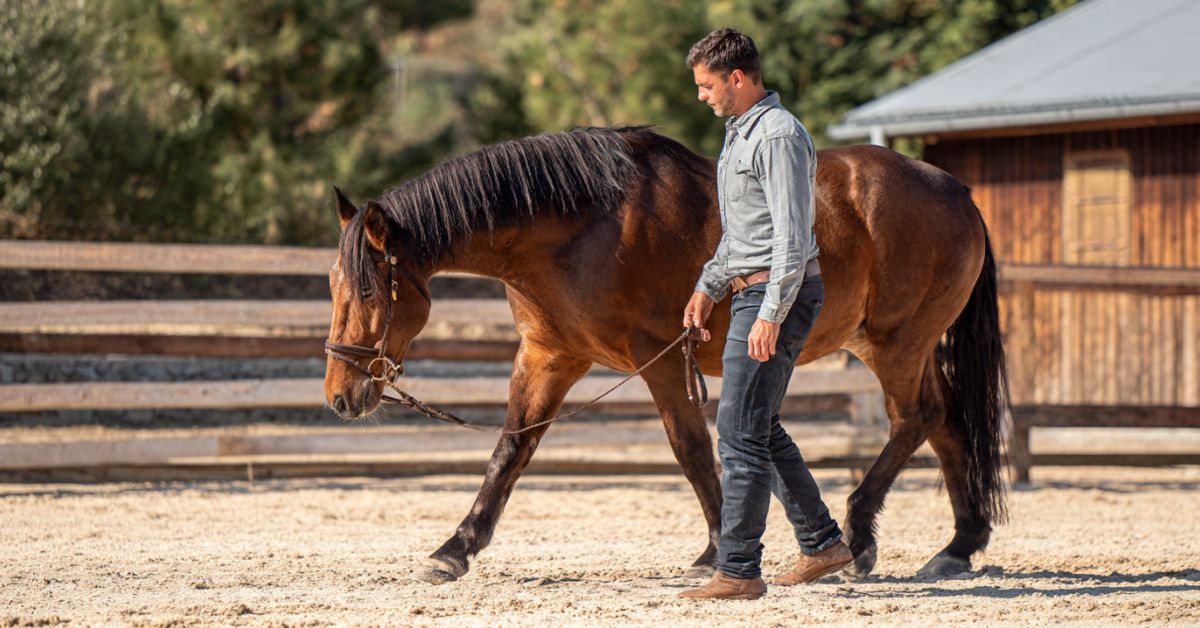 How to Lay a Horse Down