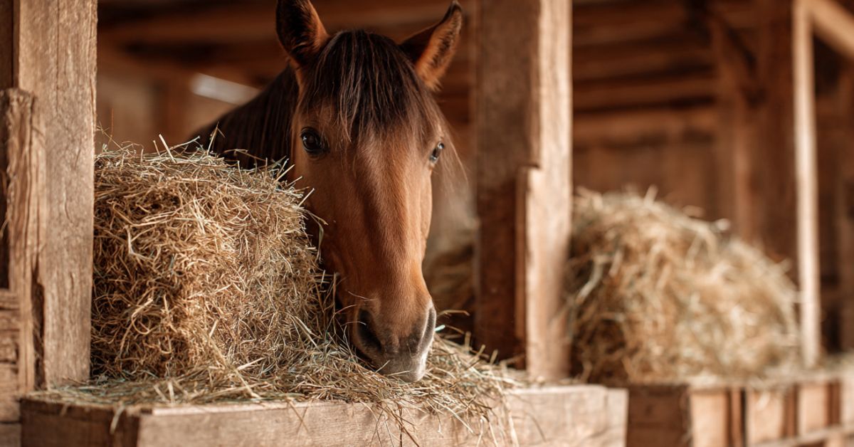 How to Make a Wooden Hay Feeder for Horses