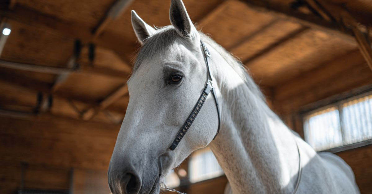 How to Measure Horse for Saddle