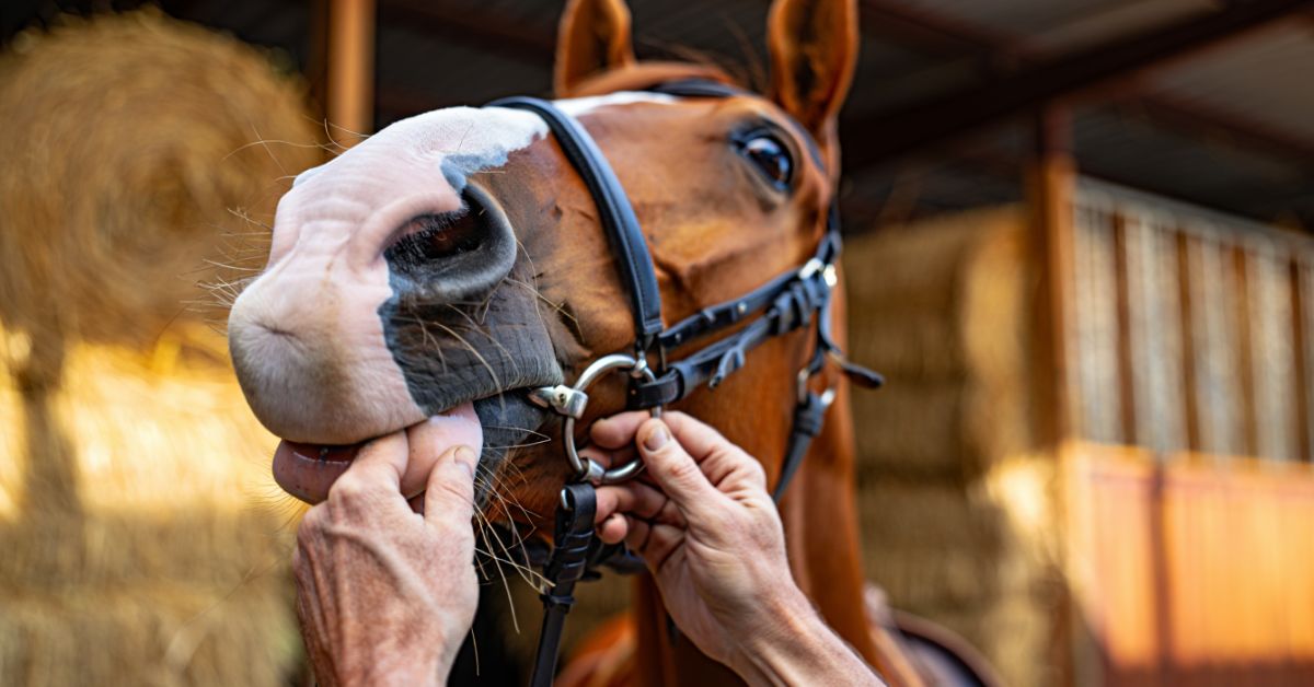 How to Measure a Horse Bit